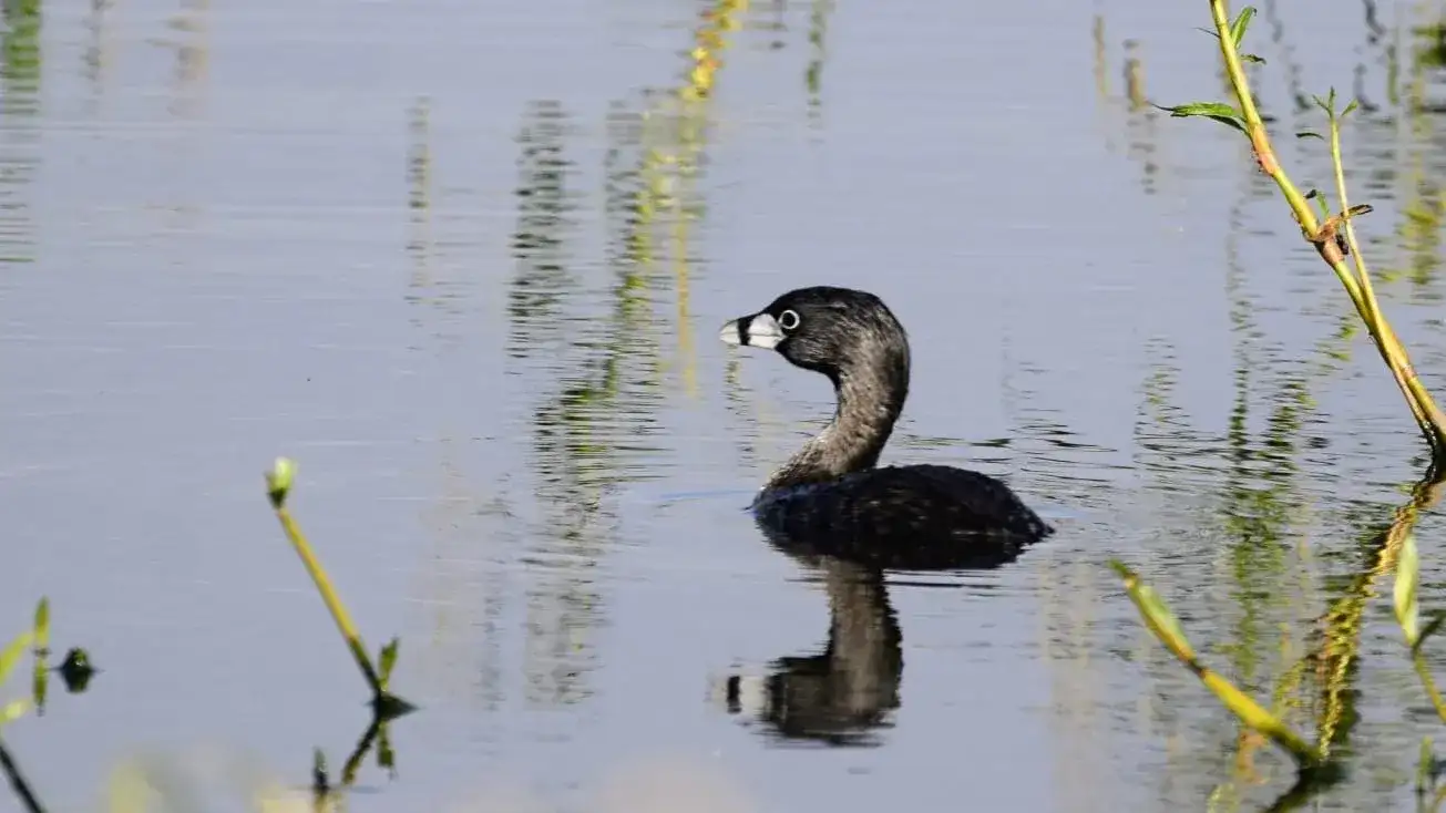 avisateje de aves en la planta depuradora