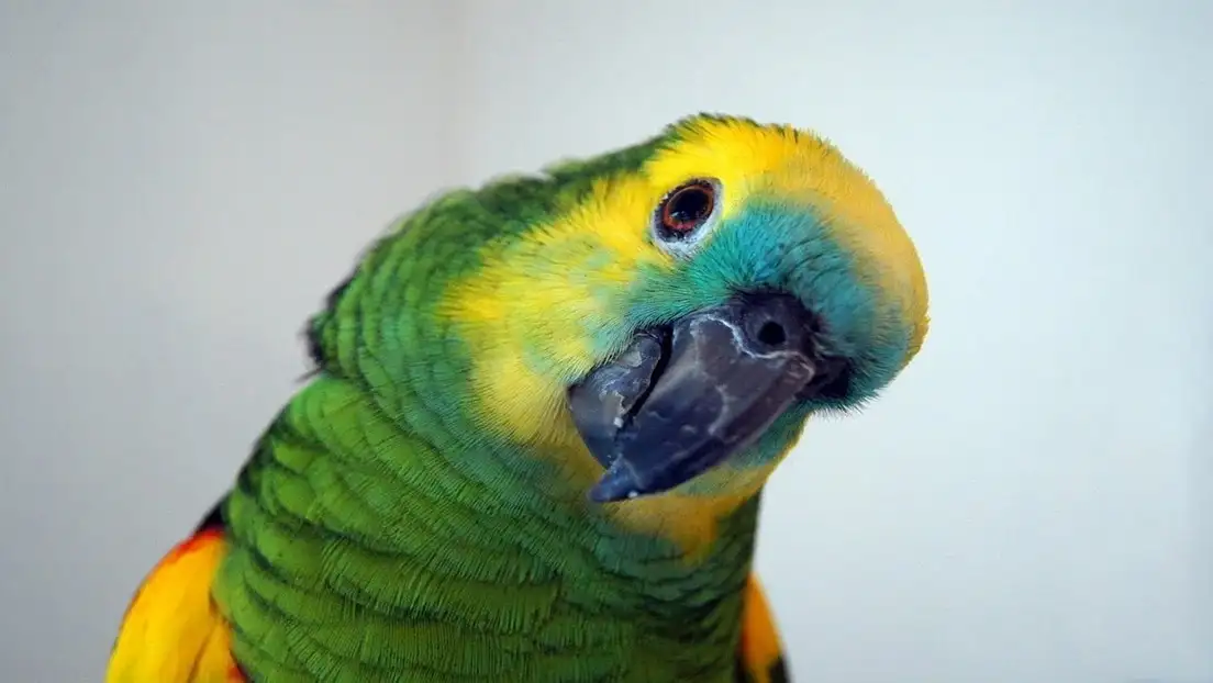 Es viral: Tico, el loro que canta rock clásico