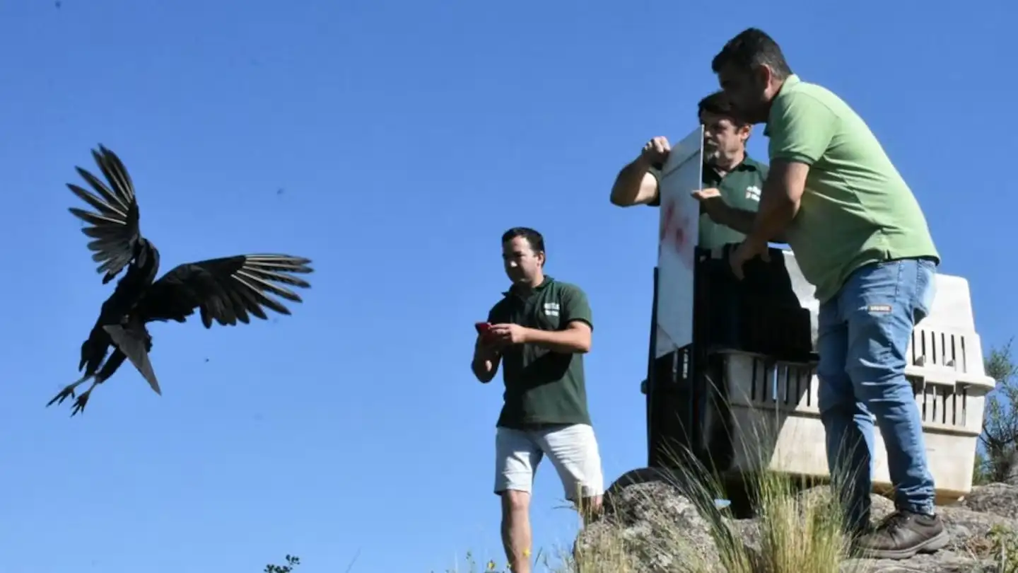 Se trató de la última liberación de fauna silvestre del año en la provincia