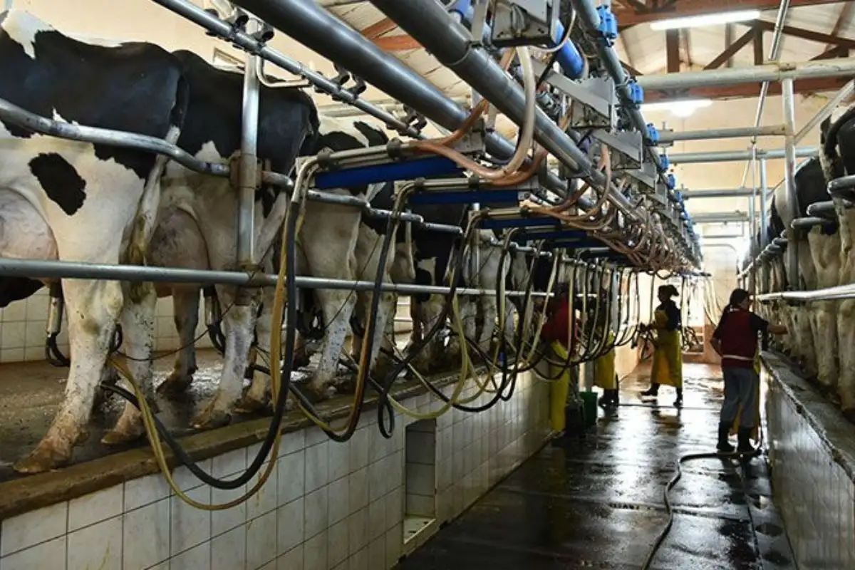 La primera fase del acuerdo se centrará en el suministro de leche.