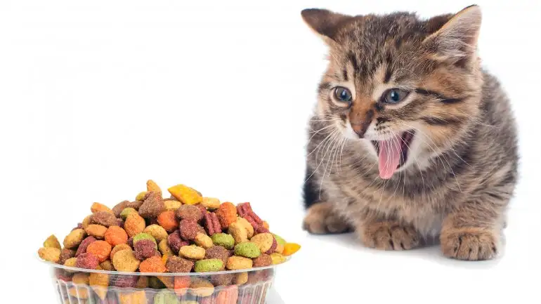 Los siete alimentos que jamás debería comer un gato