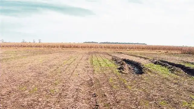 Cómo reducir la compactación del suelo en sistemas mixtos