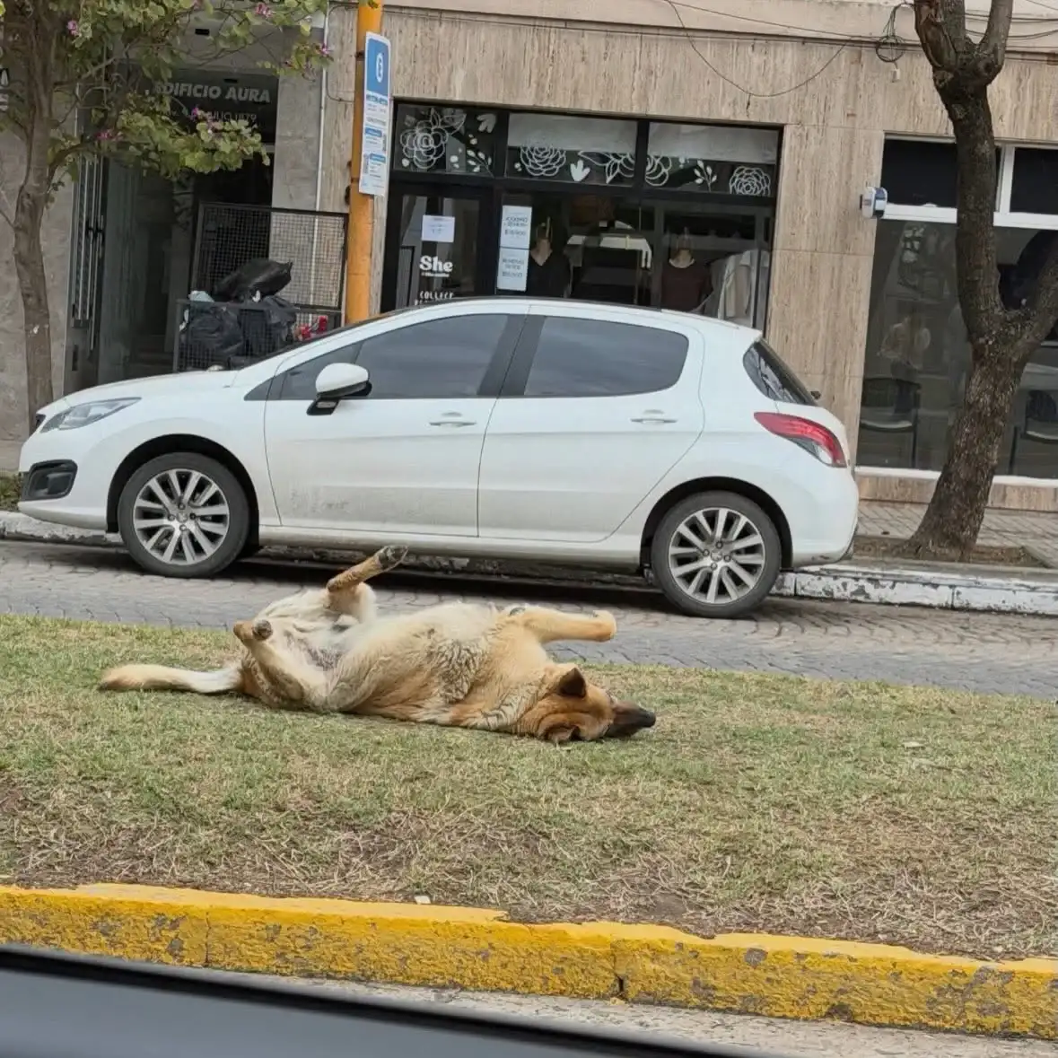 rubio perro