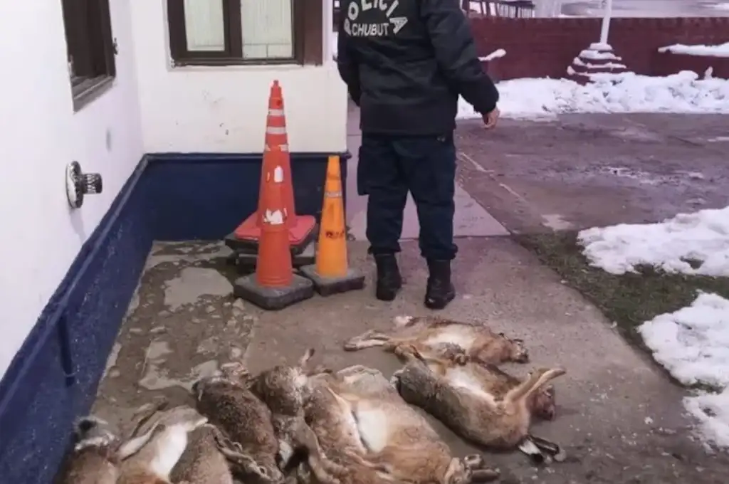 Liebres Chubut - 2