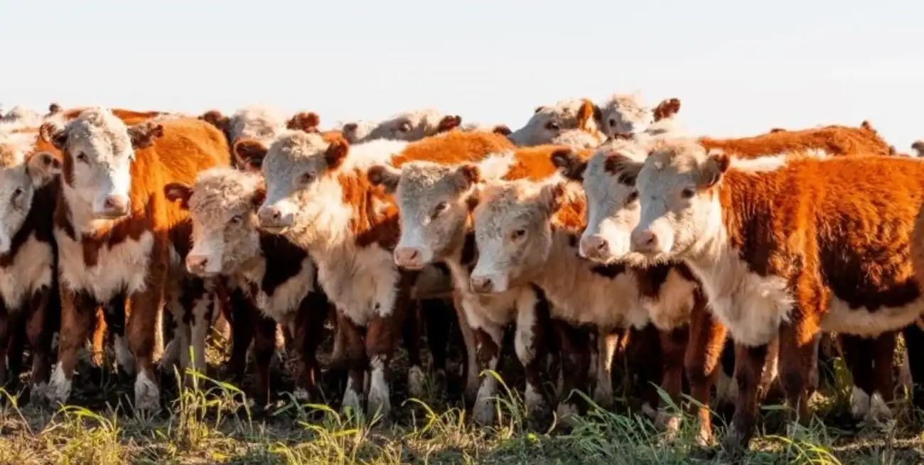 El informe elaborado por Rosgan señala que el mayor foco de atención está puesto en Brasil, principal proveedor de carne vacuna para China.