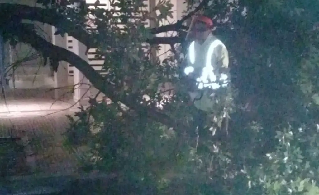 Árboles y postes caídos tras la intensa tormenta en la ciudad
