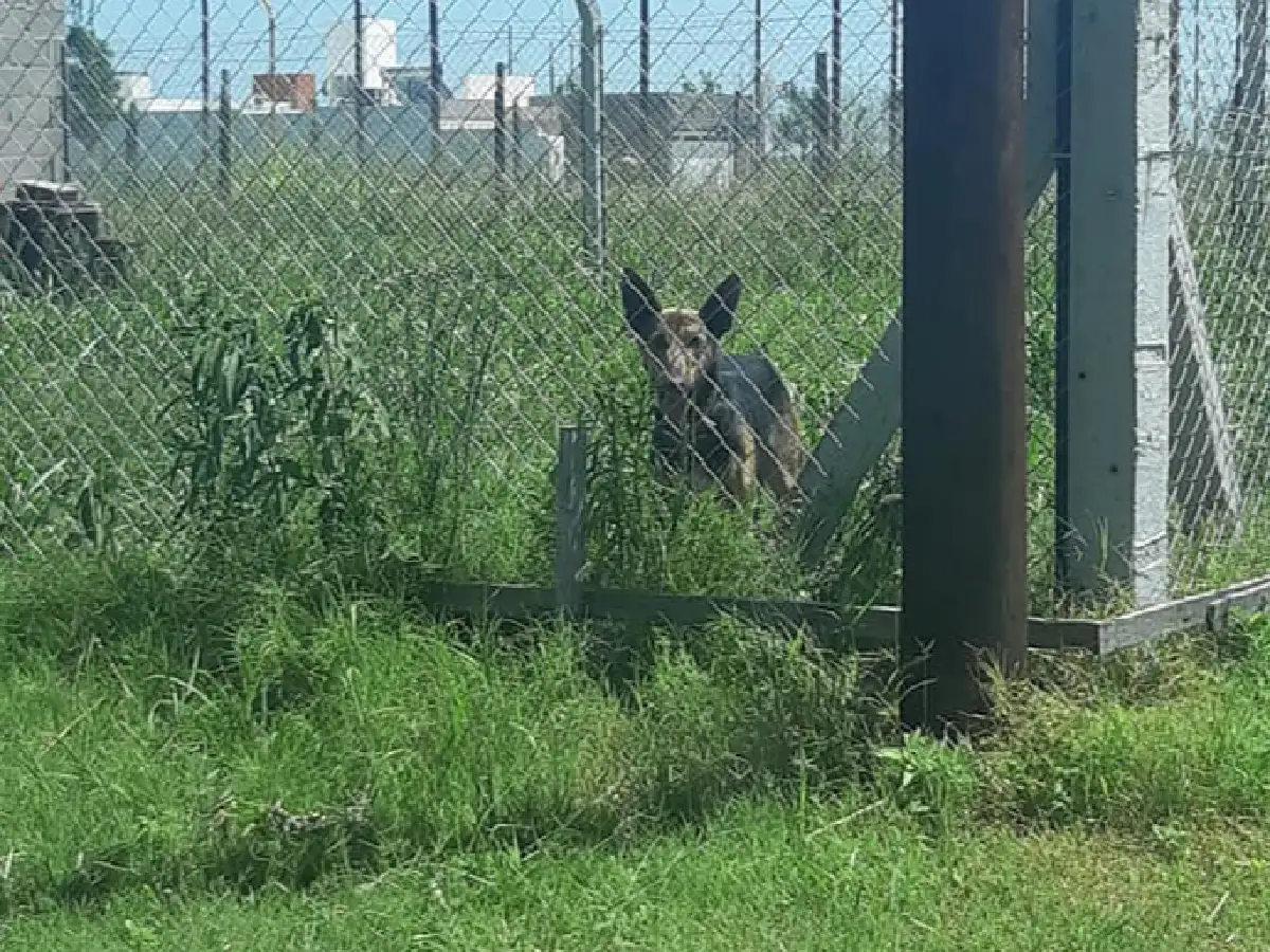 Bio Animalis rescató a un perro en Los Palmares 
