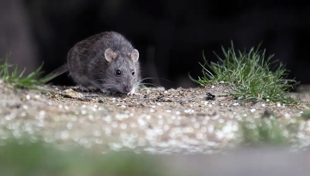 El Ministerio de Salud de Santa Fe confirmó el primer caso de hantavirus del año en la provincia.