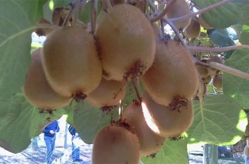 Sólo el 30% del kiwi consumido en Argentina se produce en el país