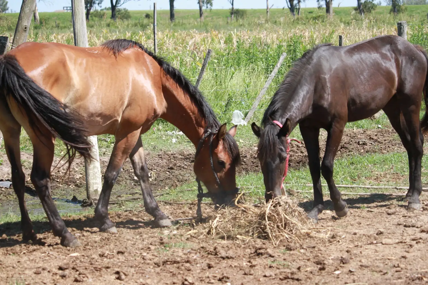 San Francisco avanza en la producción propia de forraje para equinos bajo resguardo.
