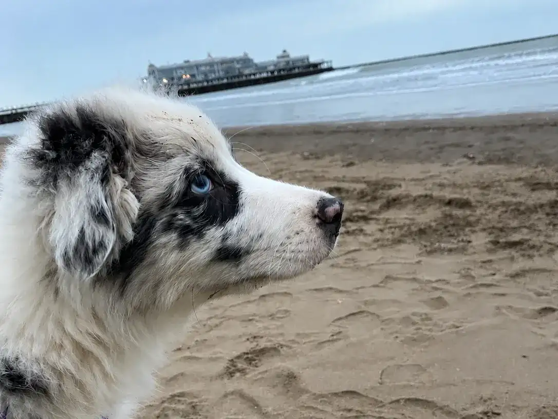 Para reducir el estrés y evitar riesgos, aconsejó visitar la playa temprano por la mañana.