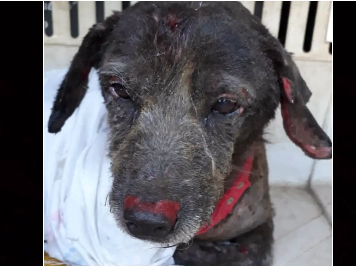 Hallaron a un perro con quemadores y piden ayuda