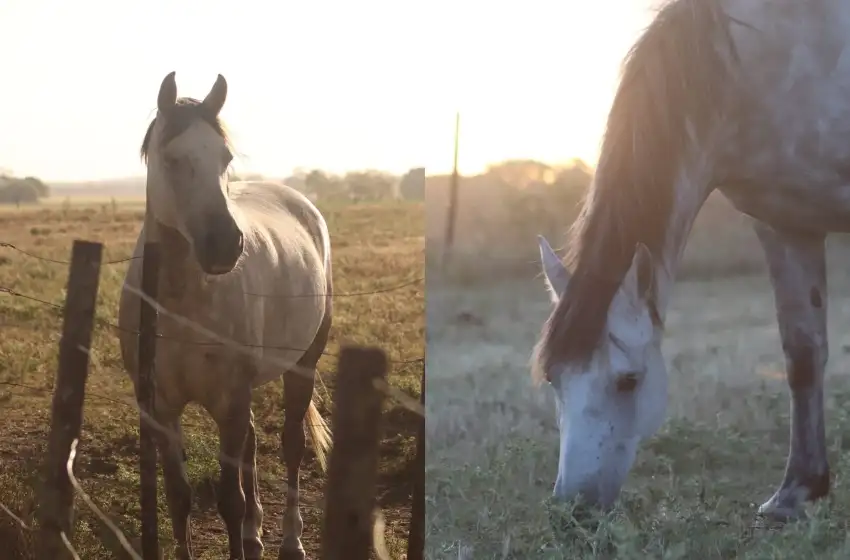 Destrozaron la casa de un anciano y se llevaron sus caballos: "Son incontables los robos en el Conurbano Marplatense"