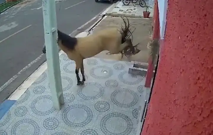 Después de romper la puerta, no entró a la clínica y se fue.