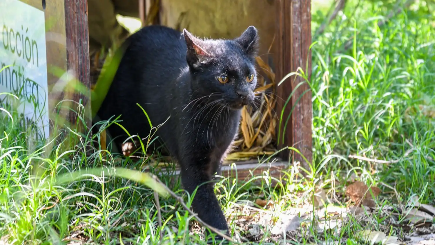 Gato liberado