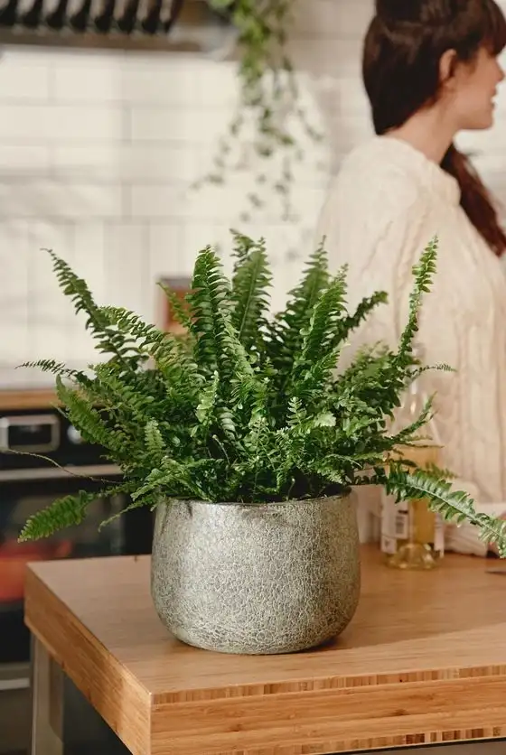 plantas - 1