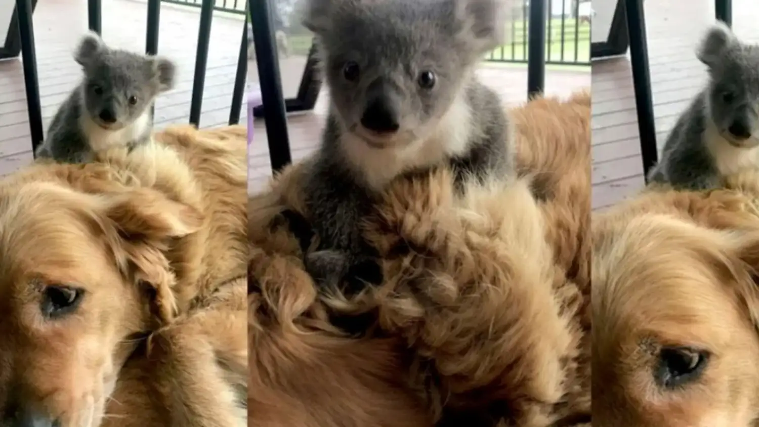 Australia: una perrita le salvó la vida a un koala que estuvo a punto de morir