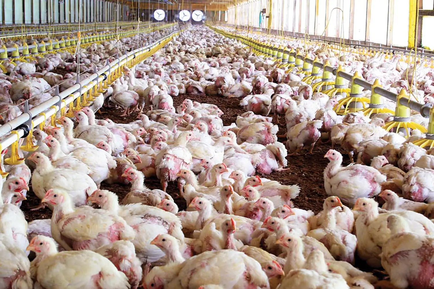 En una semana, el precio del pollo aumentó un 35%