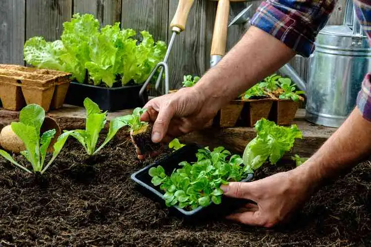 Arranca el ciclo de capacitaciones “Huerta en casa”