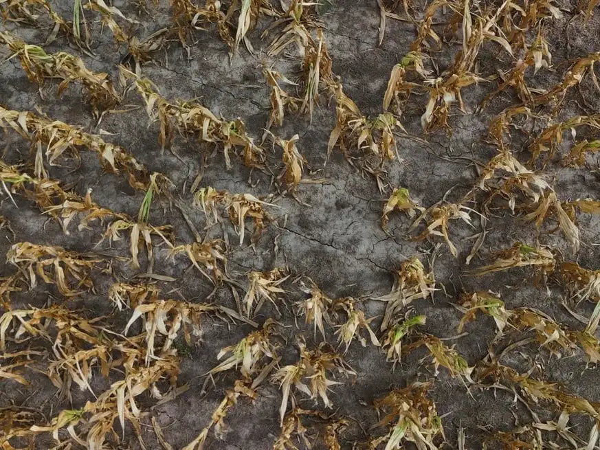 La Sociedad Rural de Rosario volvió a encender la alarma por la falta de lluvias.