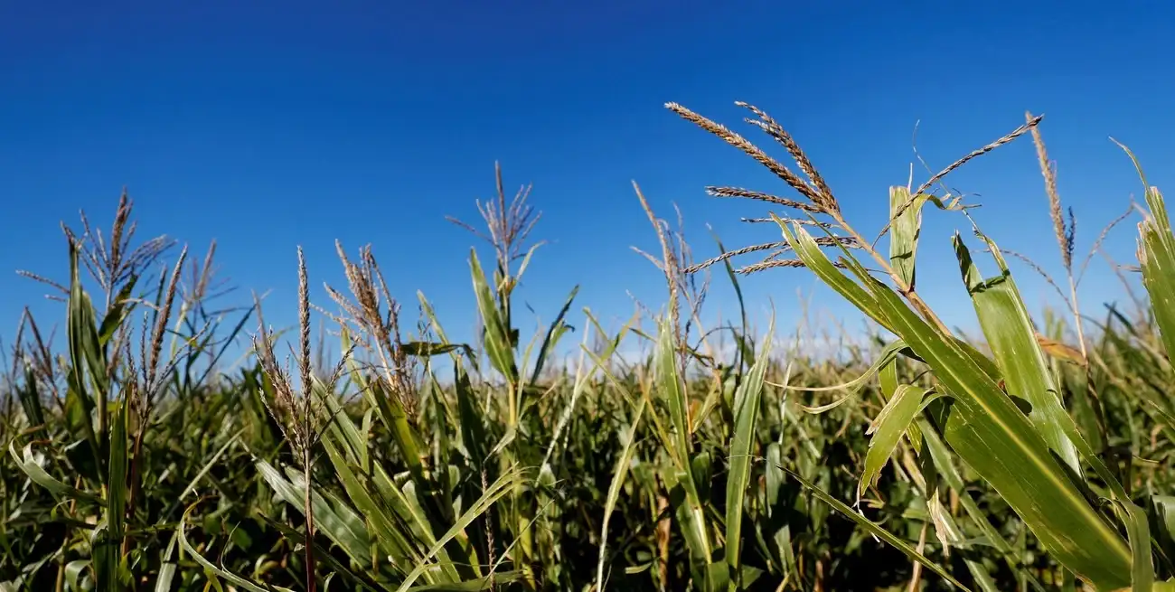 La condición hídrica a nivel nacional subió 7 puntos permitiendo que la mayoría de los planteos retomen su potencial de rendimiento en una etapa crítica del ciclo productivo. Credito: REUTERS/Agustin Marcarian