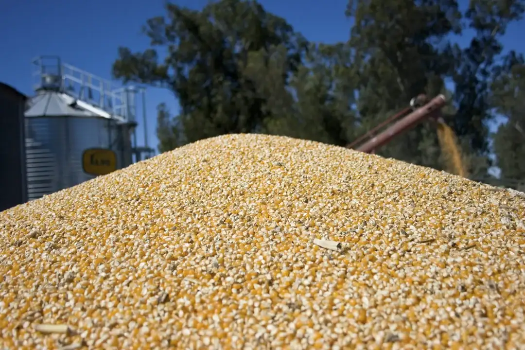 Las empresas del complejo oleaginoso-cerealero liquidaron USD 1.850 millones.