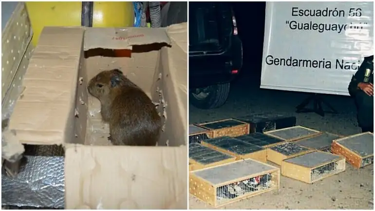 Liberaron un carpincho bebé y 225 aves en Entre Ríos