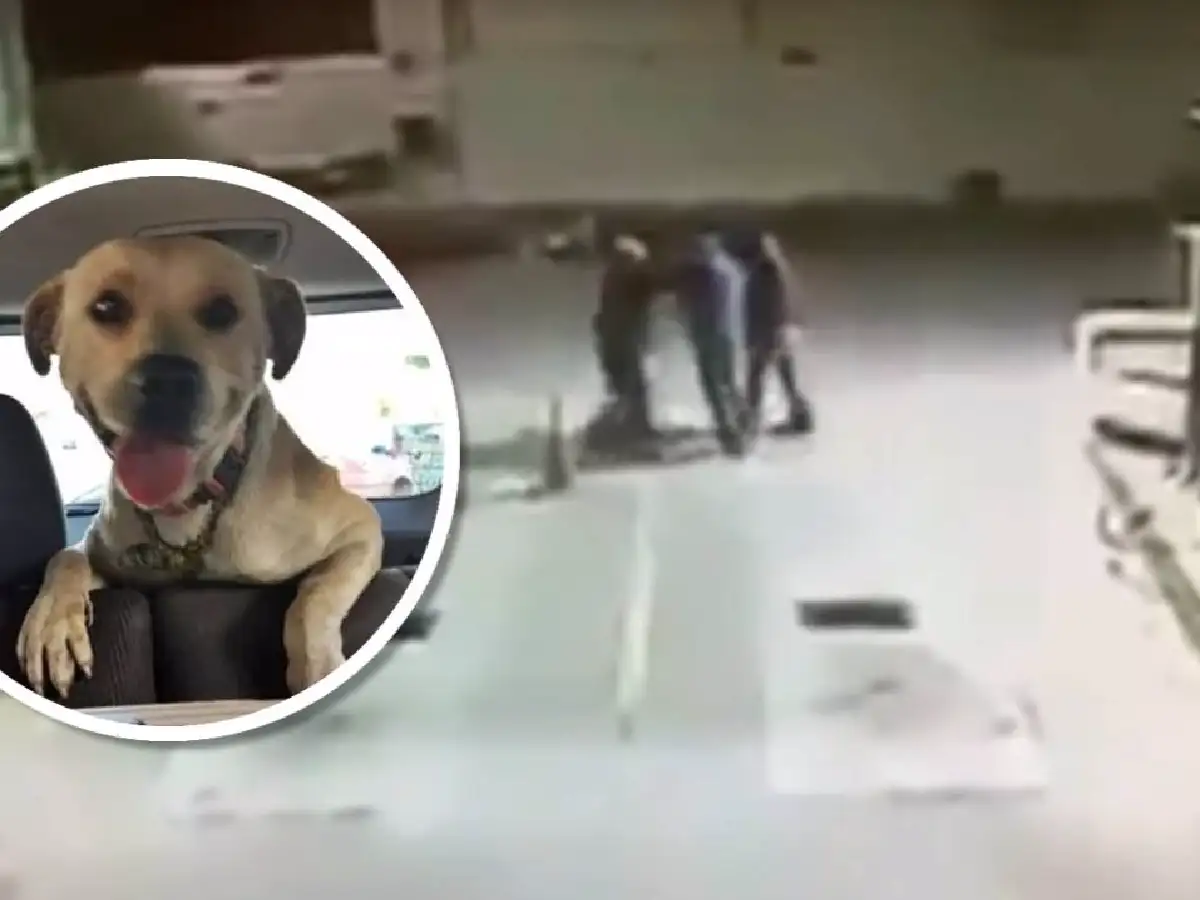 [Video] Un perro callejero salvó a un playero de un asalto