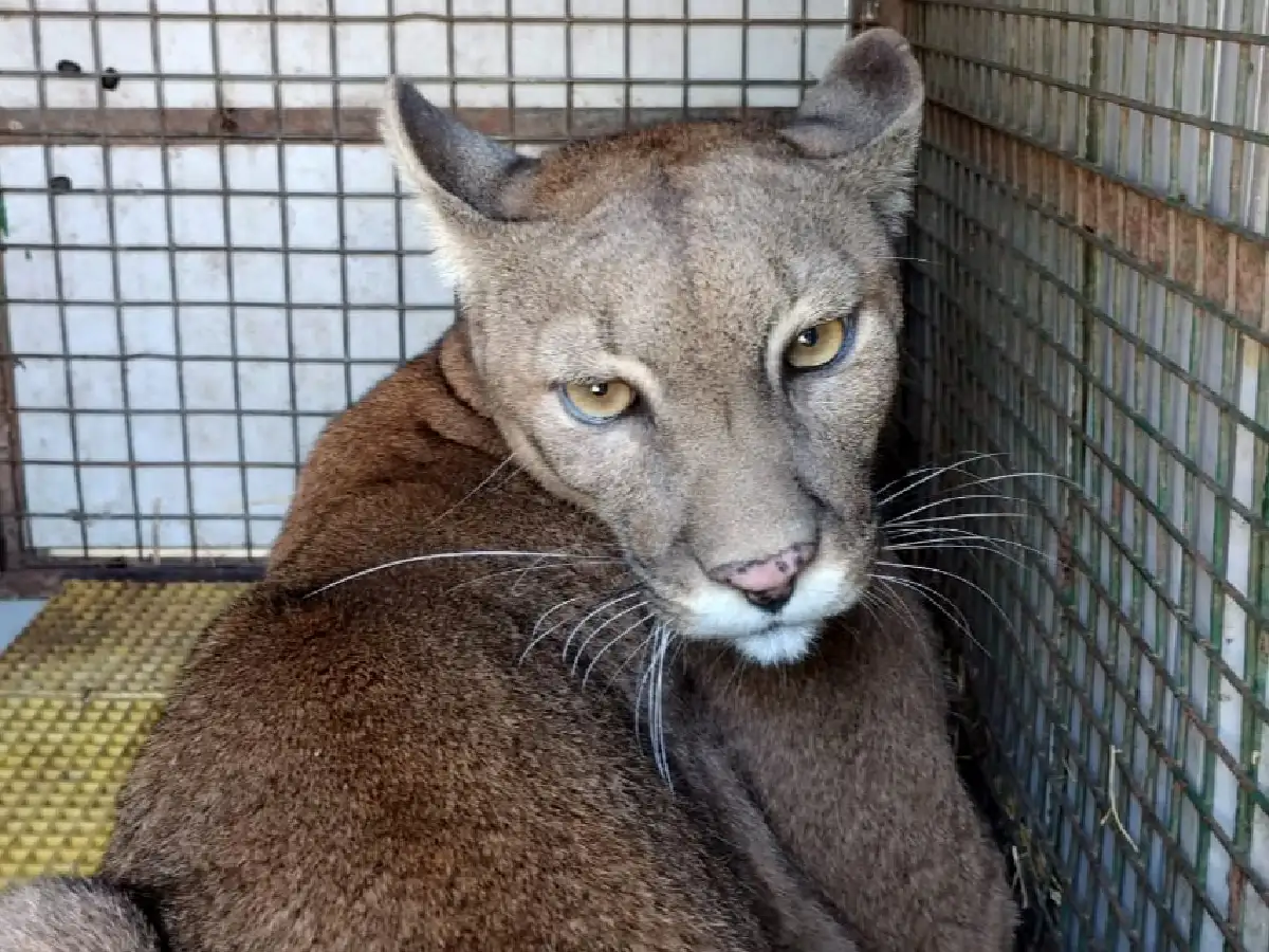 Se trasladaron dos pumas a una reserva natural