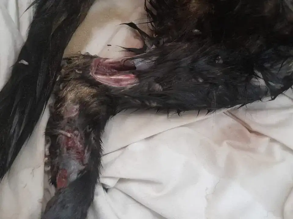 Gato maltrato 2