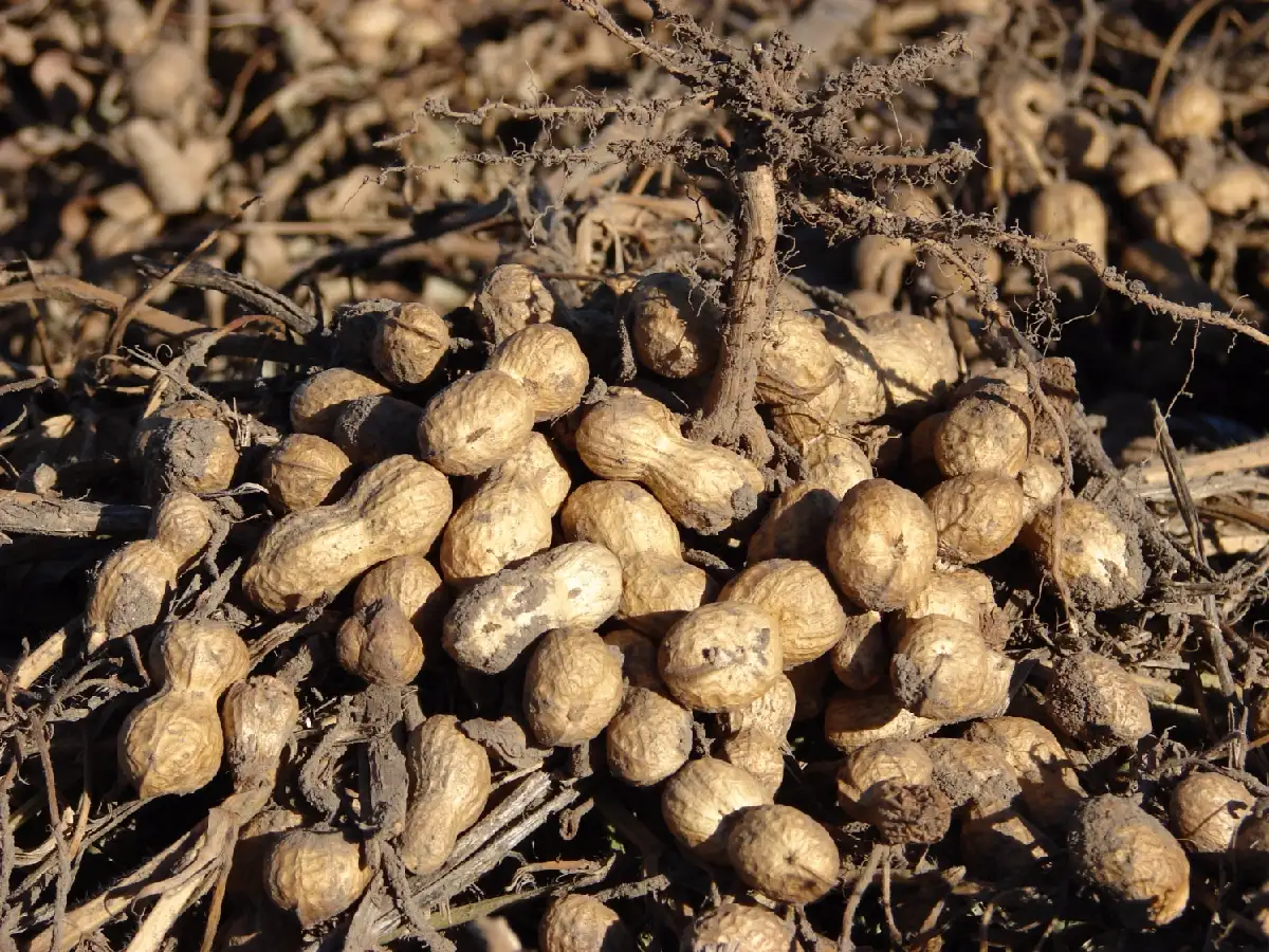 El maní será el cultivo que más crecerá en la próxima década