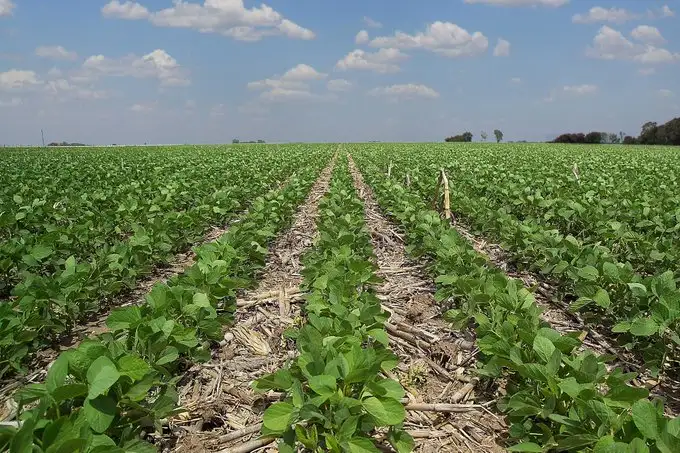 Según la Rural, los impuestos pasaron a llevarse casi el 100% del negocio agrícola