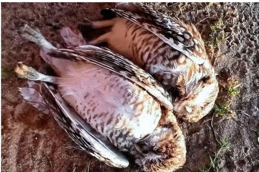 Polémica en Paraná: mandaron a matar a una familia de lechuzas con rifles de aire comprimido