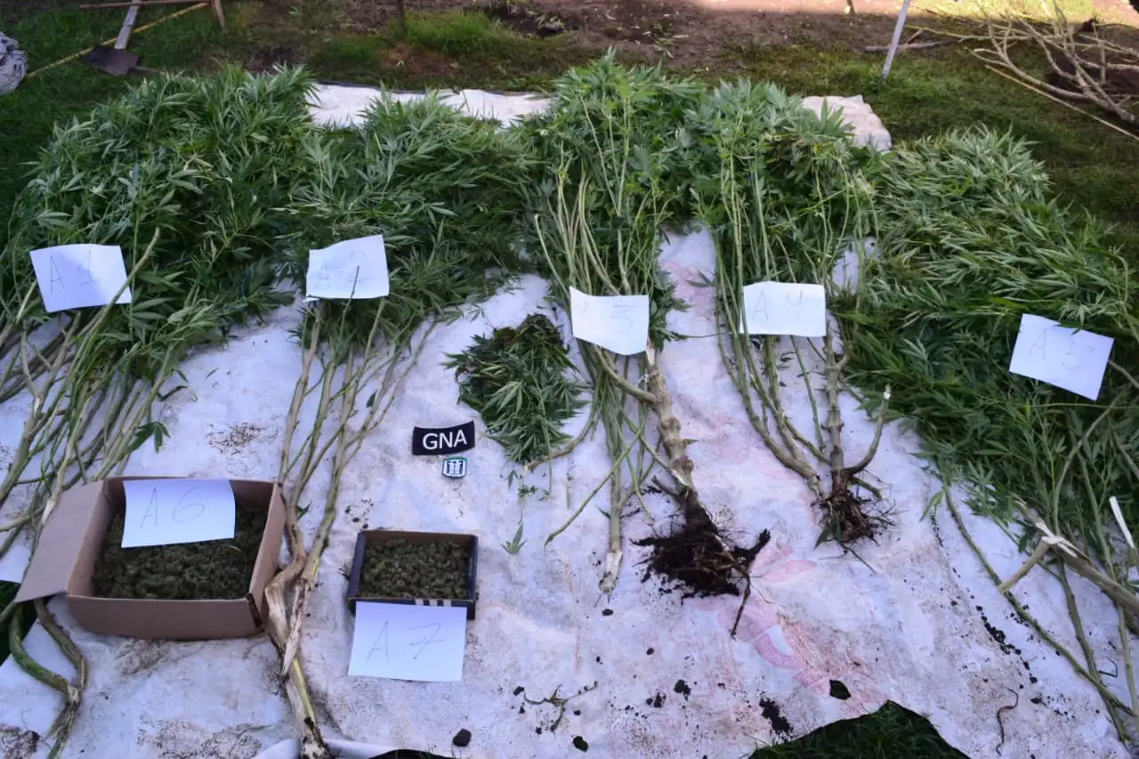 Parte de la marihuana incautada en el allanamiento.