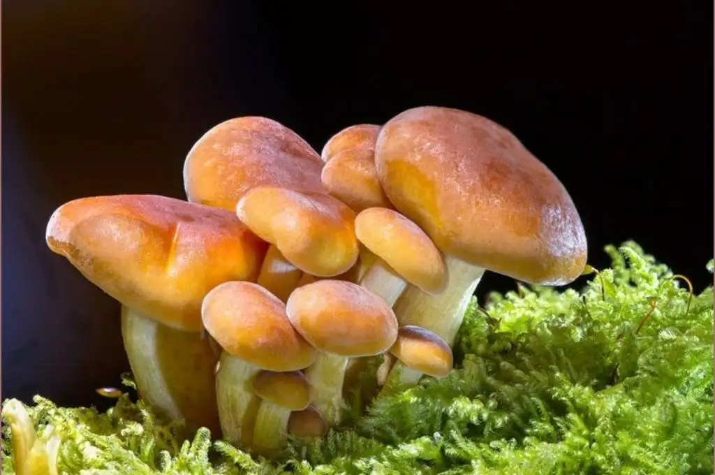 Se inyectó un té de hongos alucinógenos para curar su depresión y casi muere