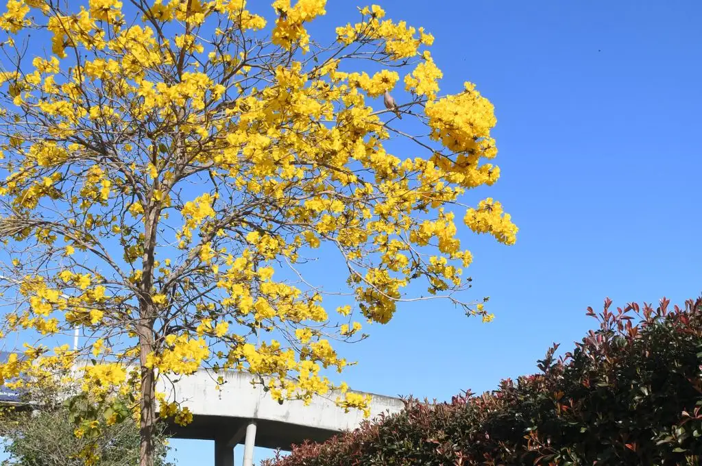 Primavera en Santa Fe