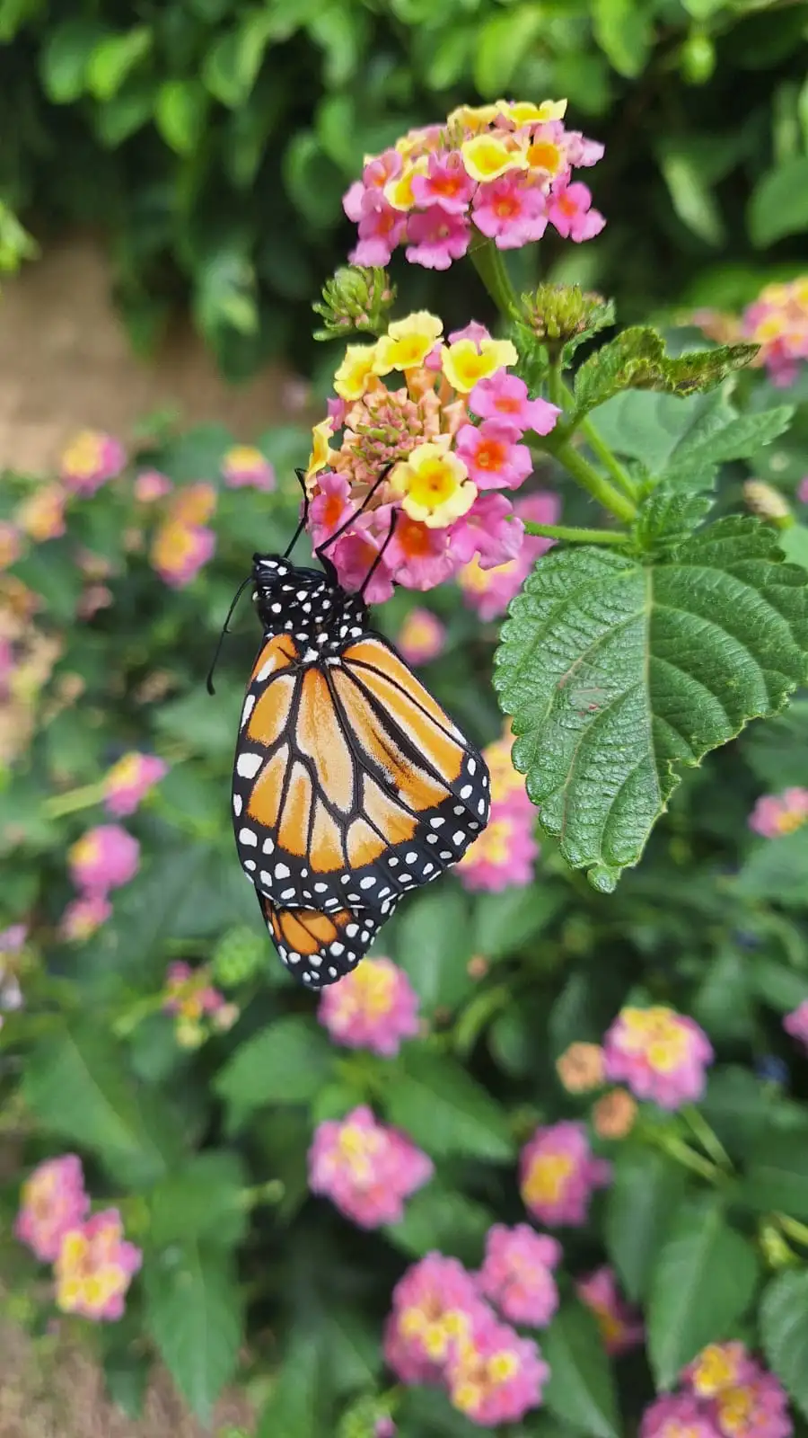 mariposas