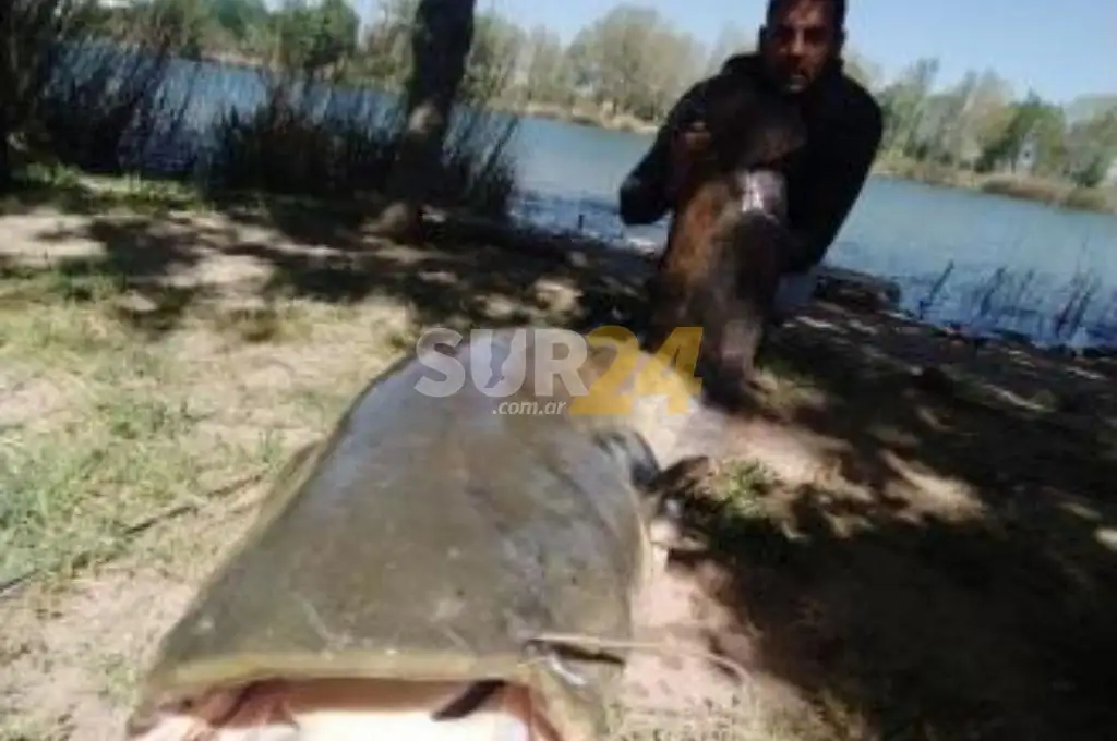 Capturan un pez de más de 2 metros de largo y 70 kilos en España 