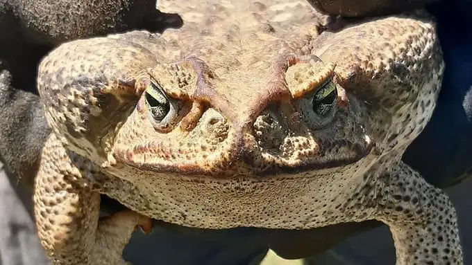 Hallaron un sapo gigante, y de los más venenosos del mundo en Granadero Baigorria