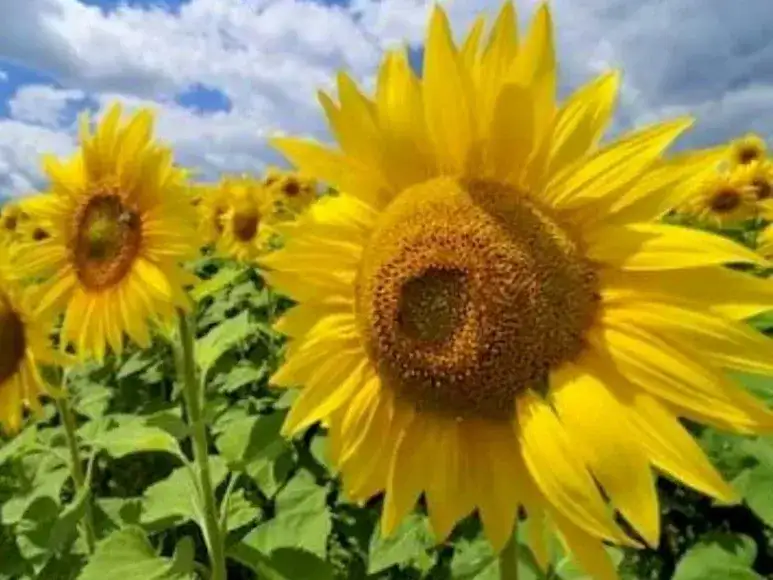 girasol - 2