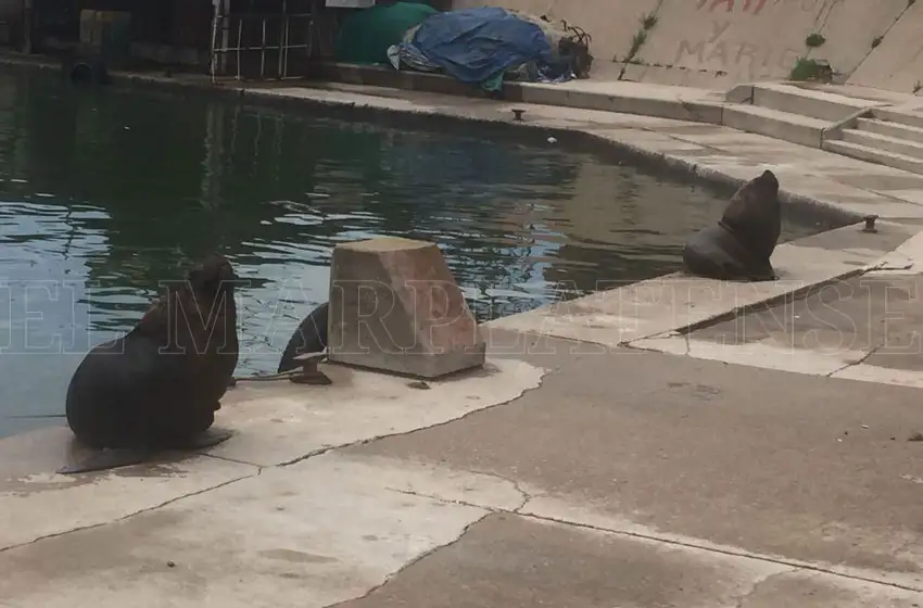 Banquina de Pescadores: preocupa la presencia de lobos marinos