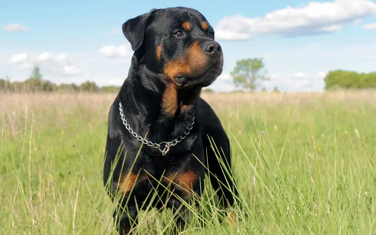 Insisten en la instalación de chips en perros potencialmente peligrosos