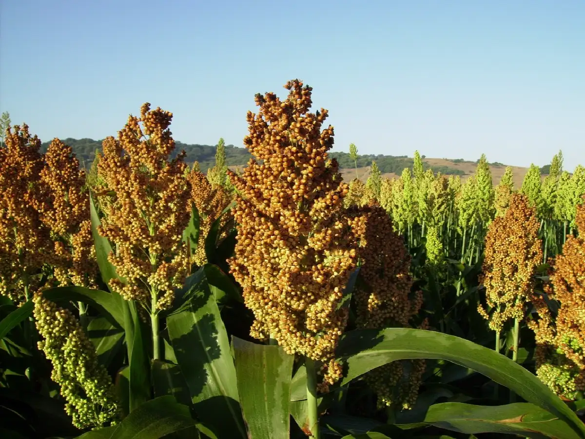 Avanza la siembra de sorgo granífero 