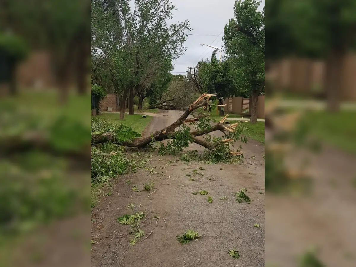 Los bomberos trabajaron en la remoción de árboles dañados por la tormenta