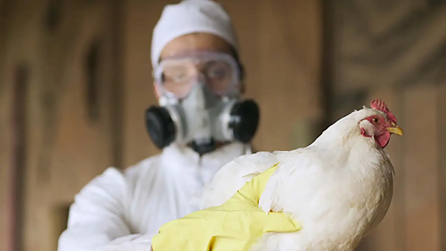 La Dirección Nacional de Sanidad Animal del Senasa tiene registradas 558 notificaciones en total