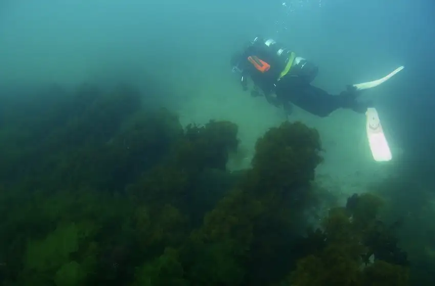 Proyectan crear un nuevo parque submarino en Mar del Plata