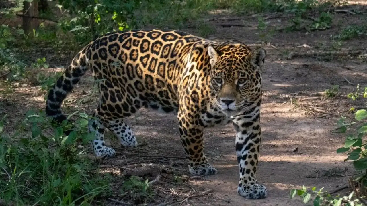 Yaguareté