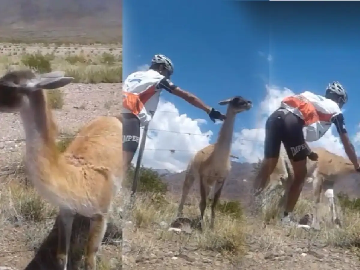 Un ciclista logró salvar a un guanaco en Uspallata