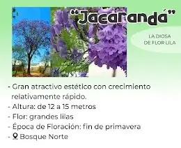 jacarandá