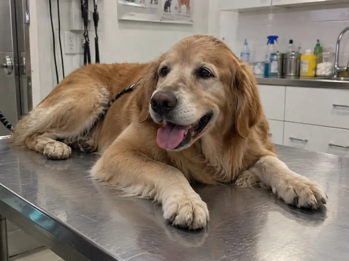 Alerta en veterinarias: crecen los problemas digestivos, de piel y articulares en perros y gatos
